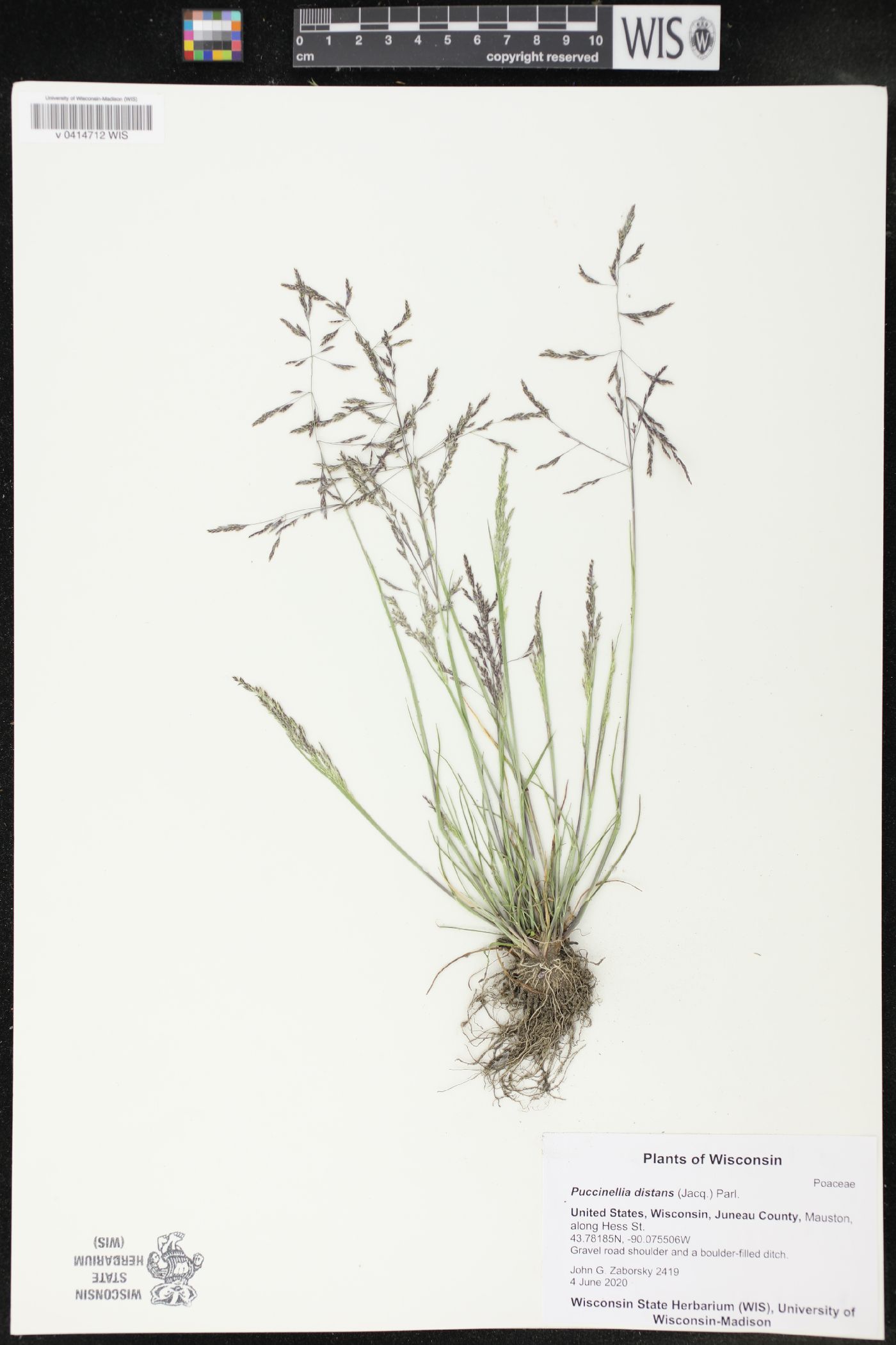 Puccinellia distans image