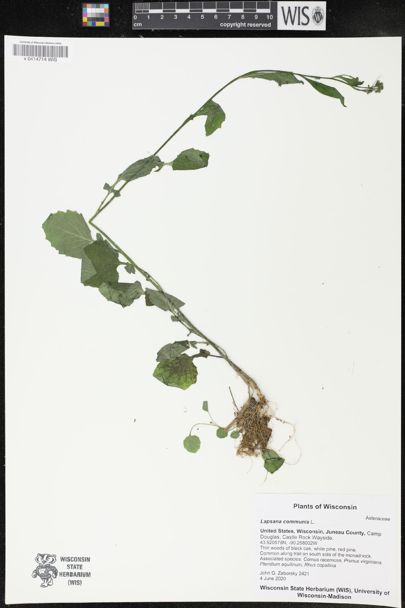 Lapsana communis image