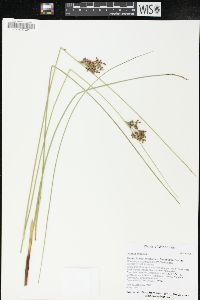 Juncus inflexus image