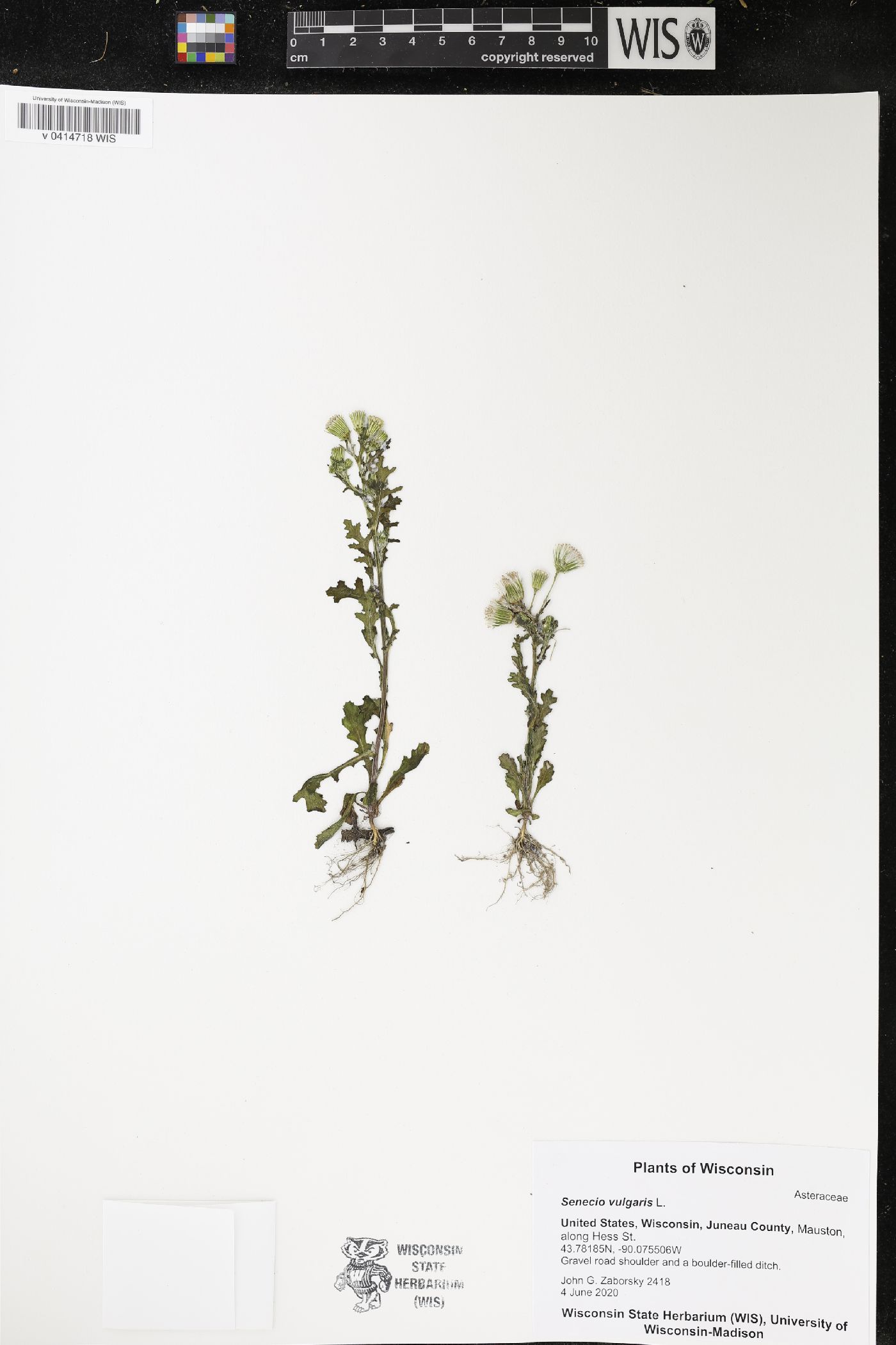 Senecio vulgaris image