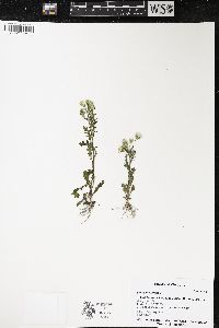 Senecio vulgaris image