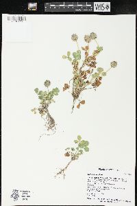 Trifolium fragiferum image