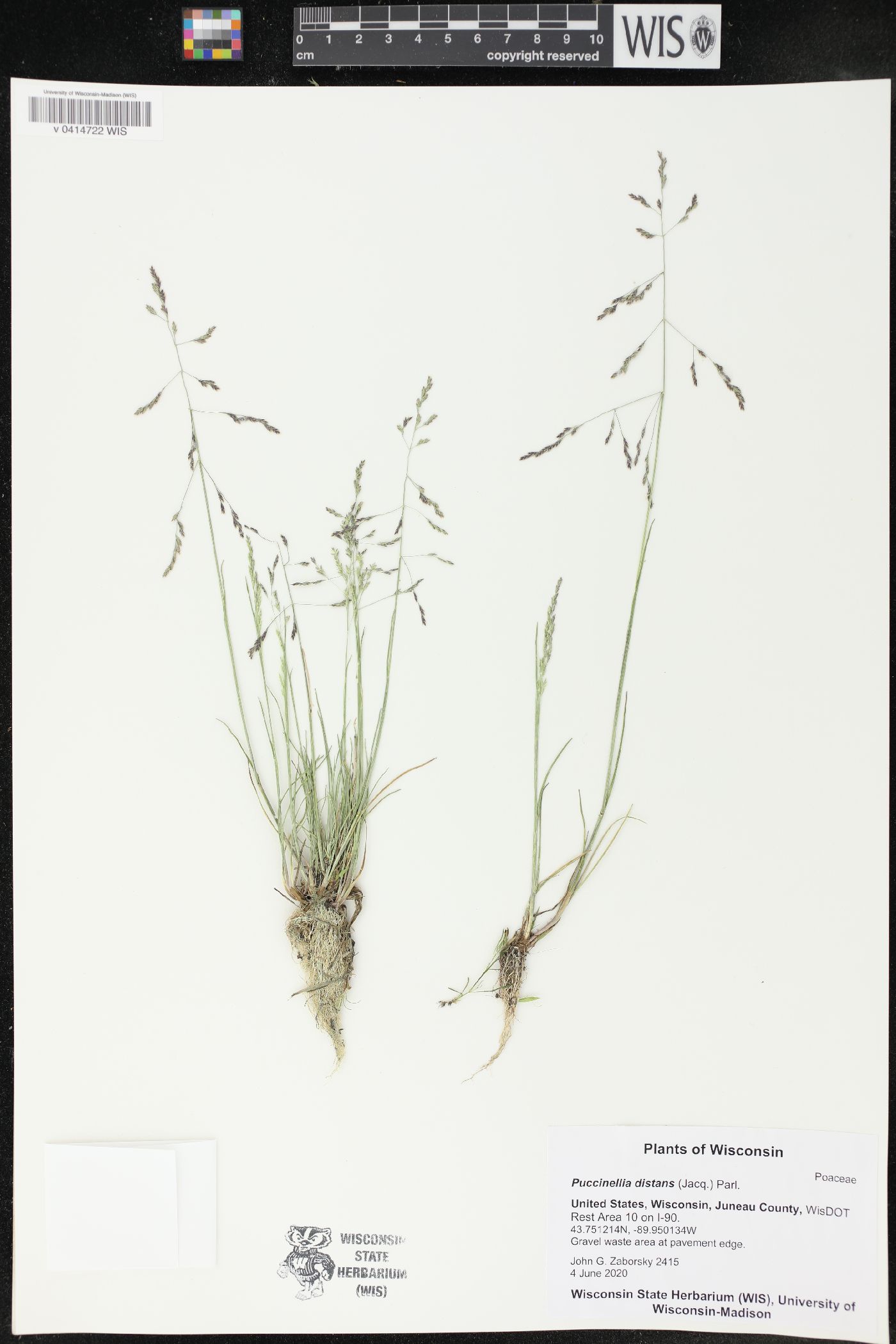 Puccinellia distans image