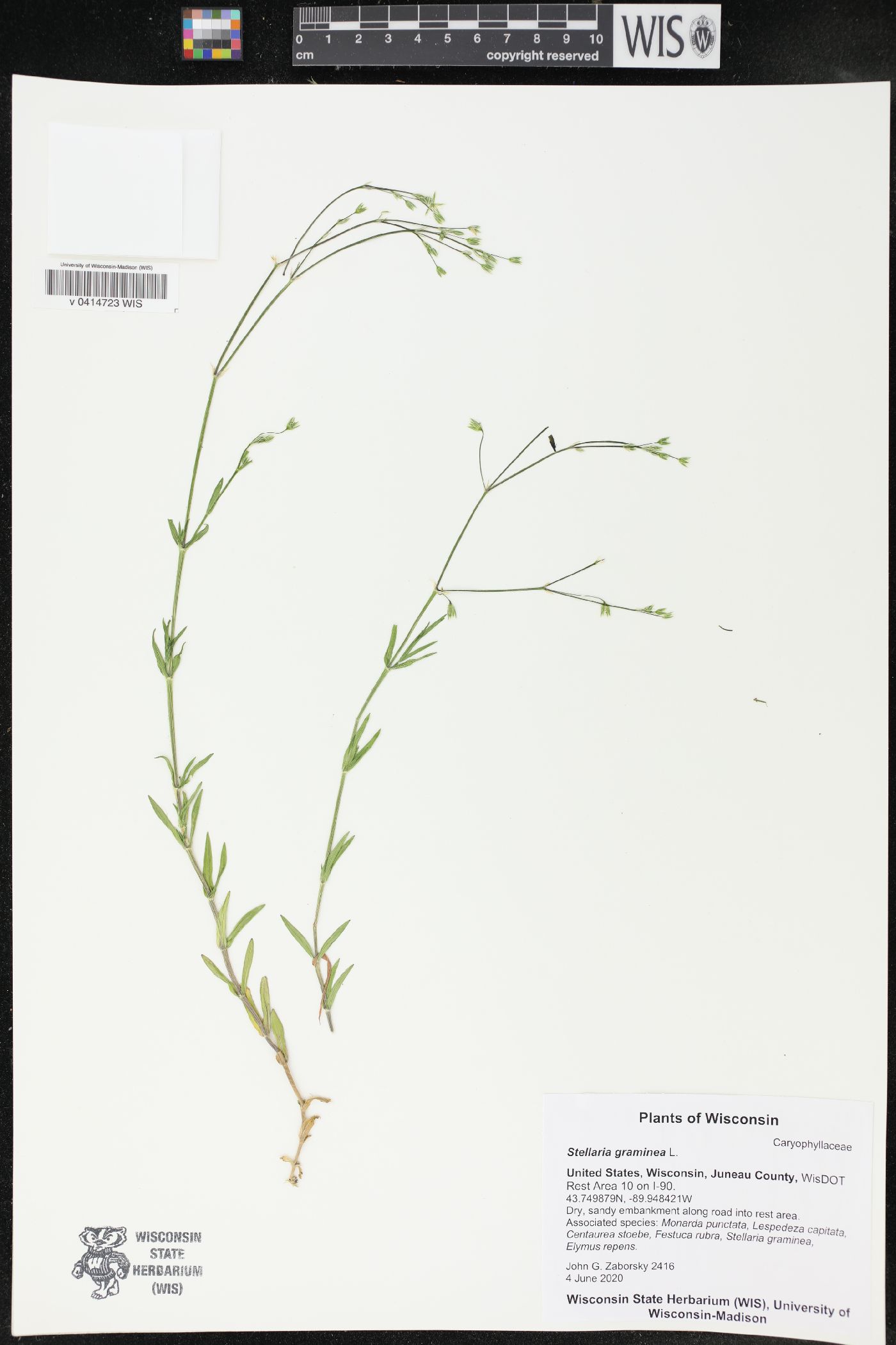 Senecio vulgaris image