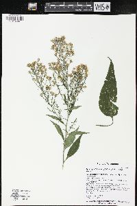 Symphyotrichum urophyllum image