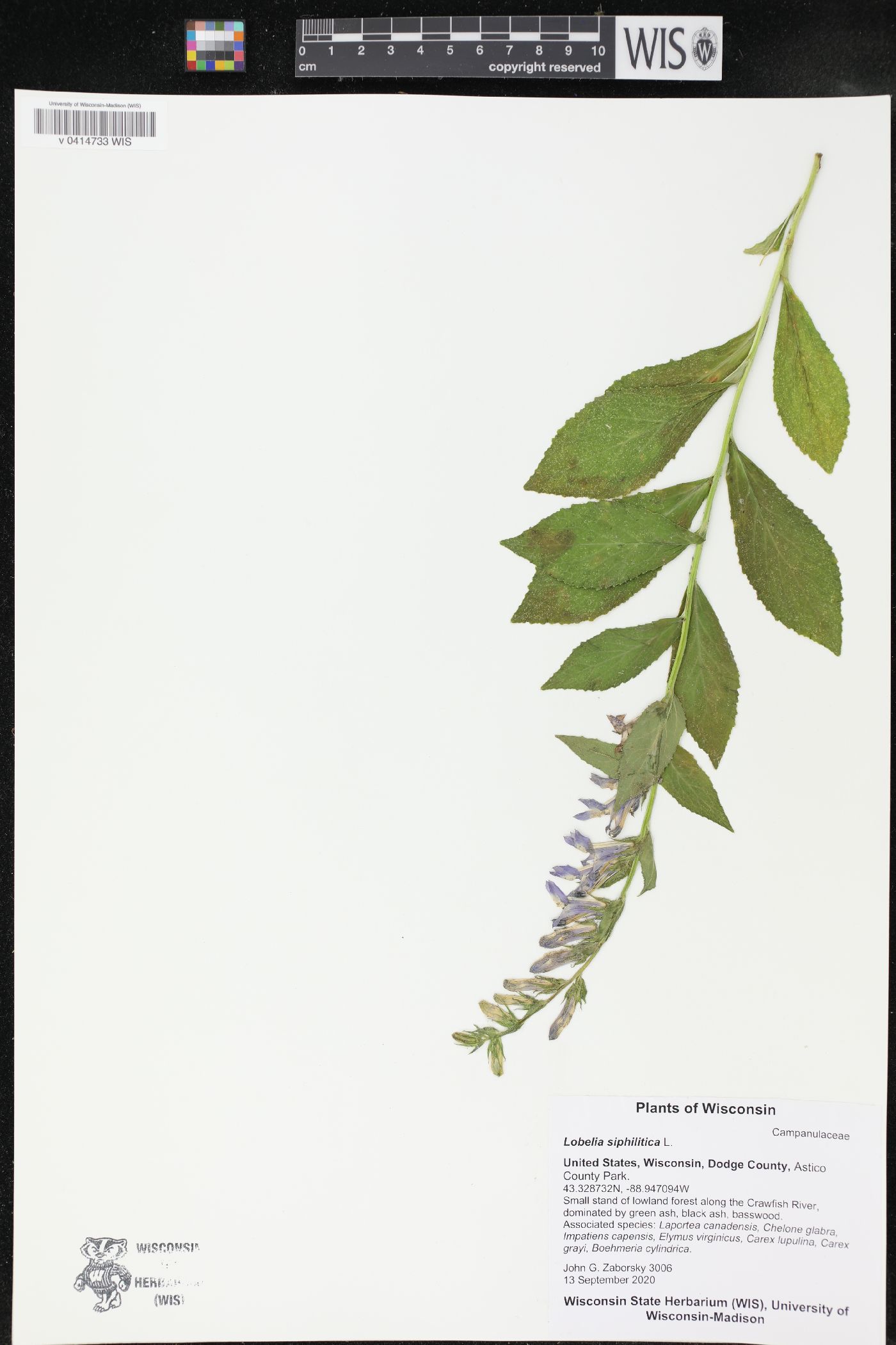 Lobelia siphilitica image