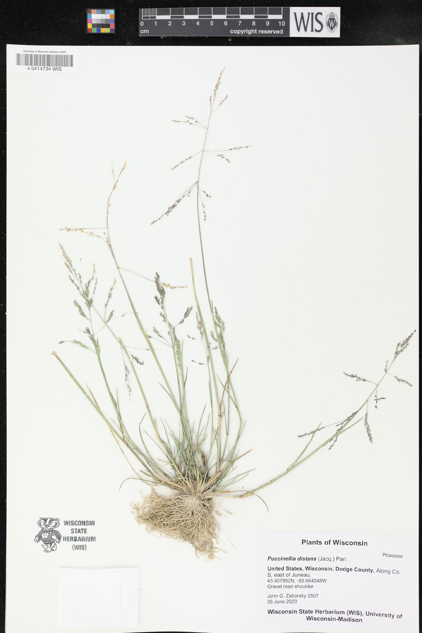 Puccinellia distans image