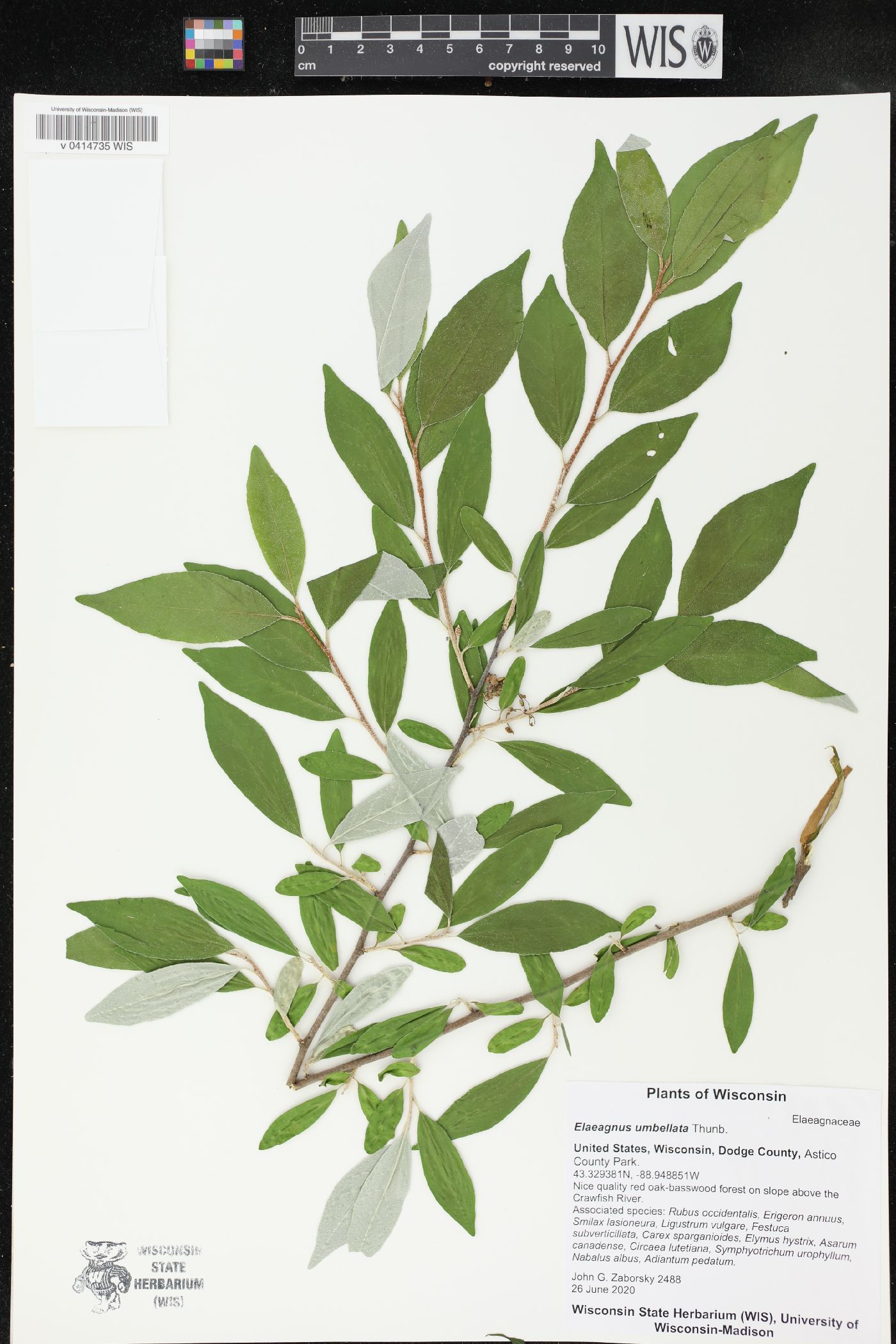 Elaeagnus umbellata image