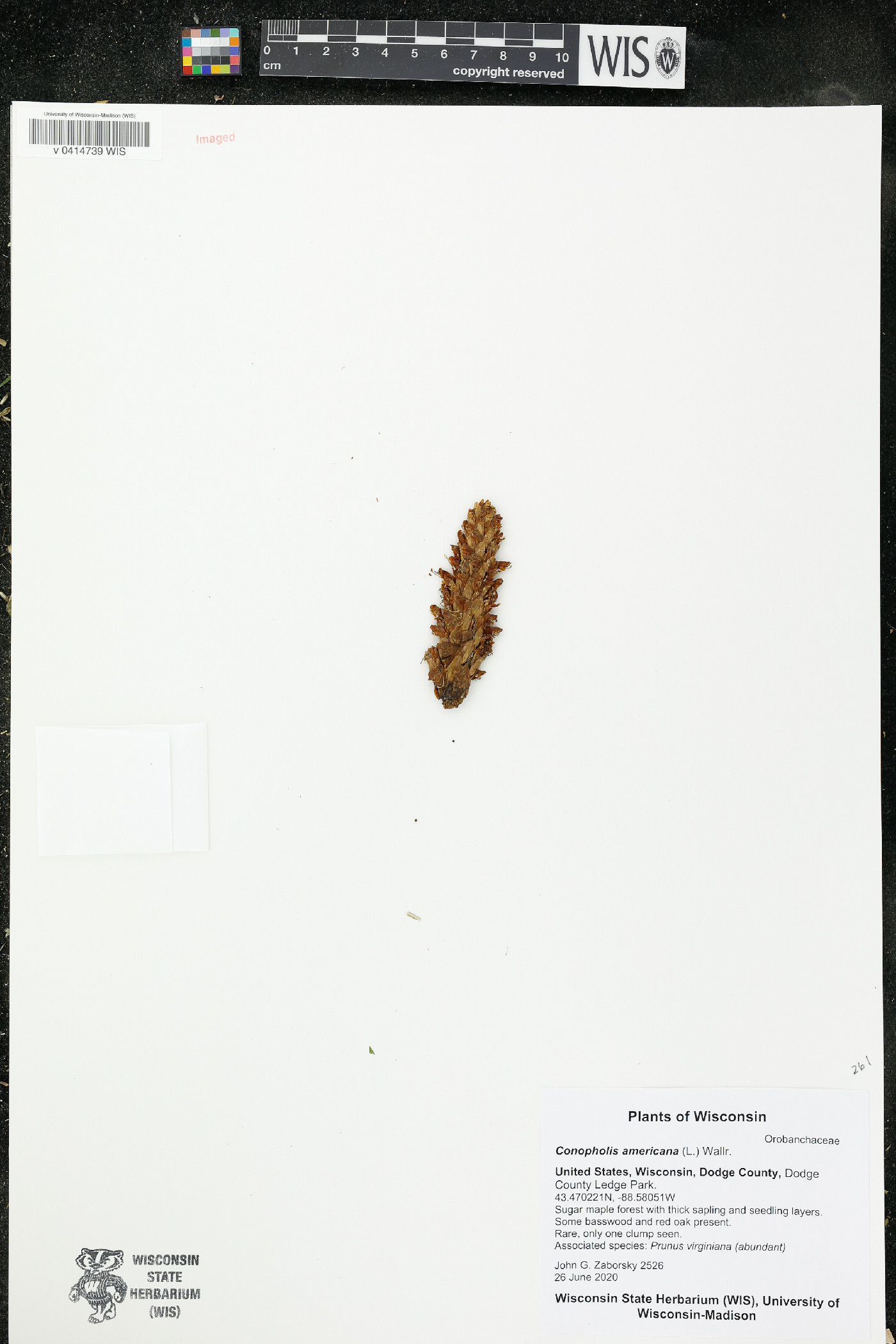 Conopholis americana image