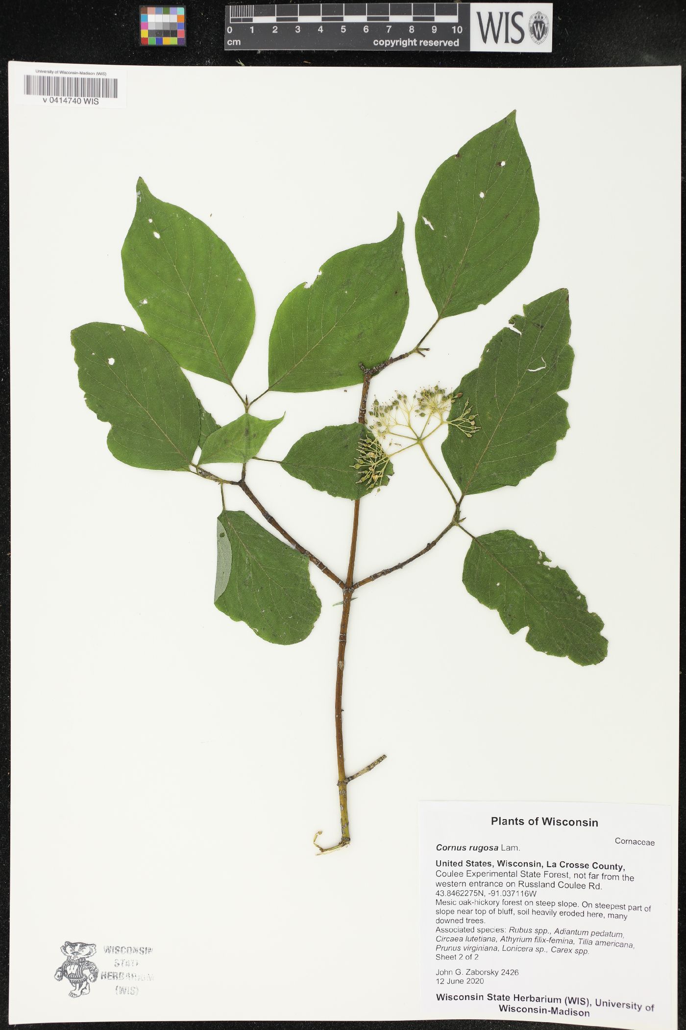 Cornus rugosa image