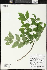 Zanthoxylum americanum image