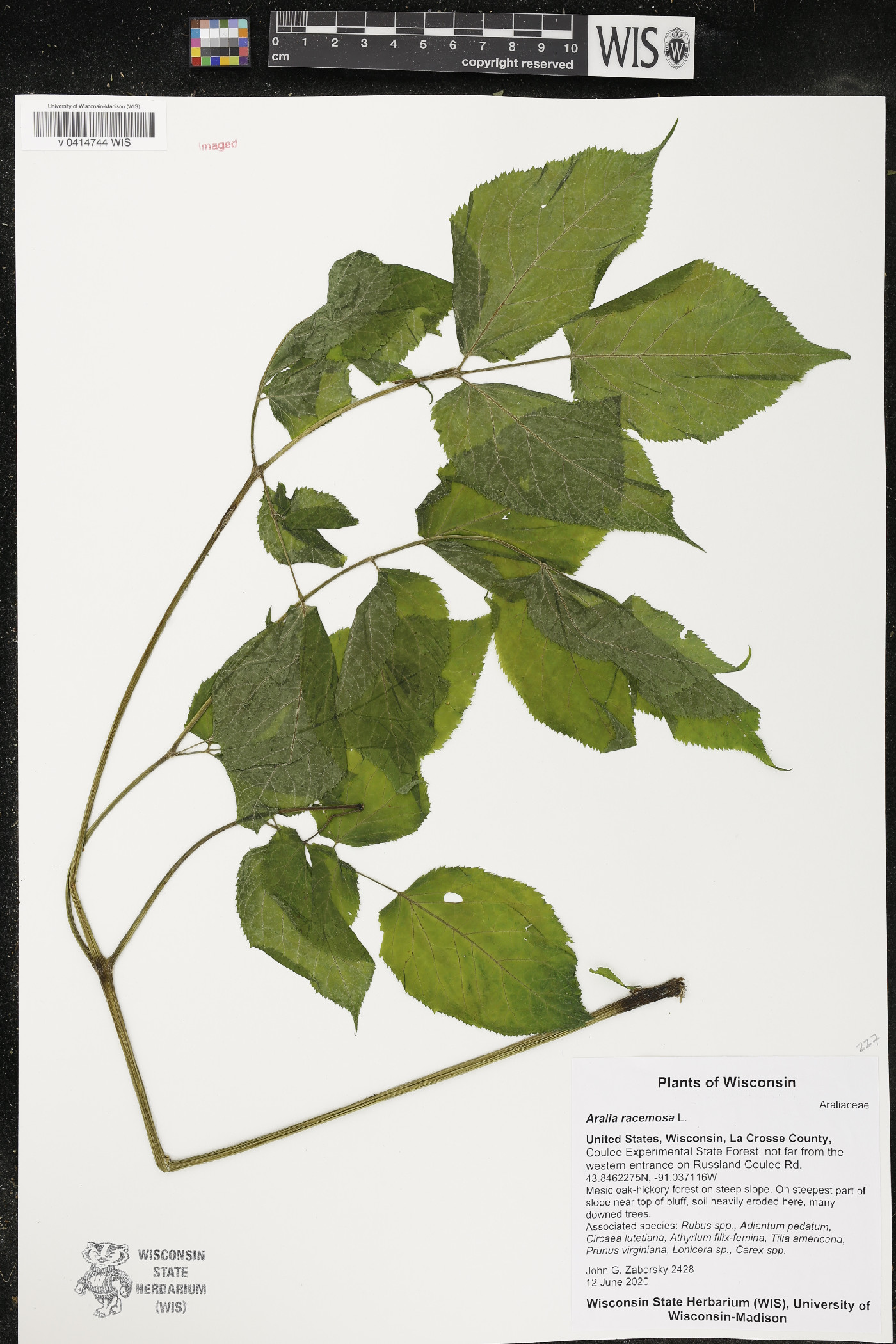 Aralia racemosa image