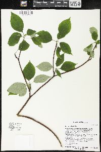 Cornus alternifolia image