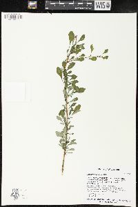 Berberis thunbergii image