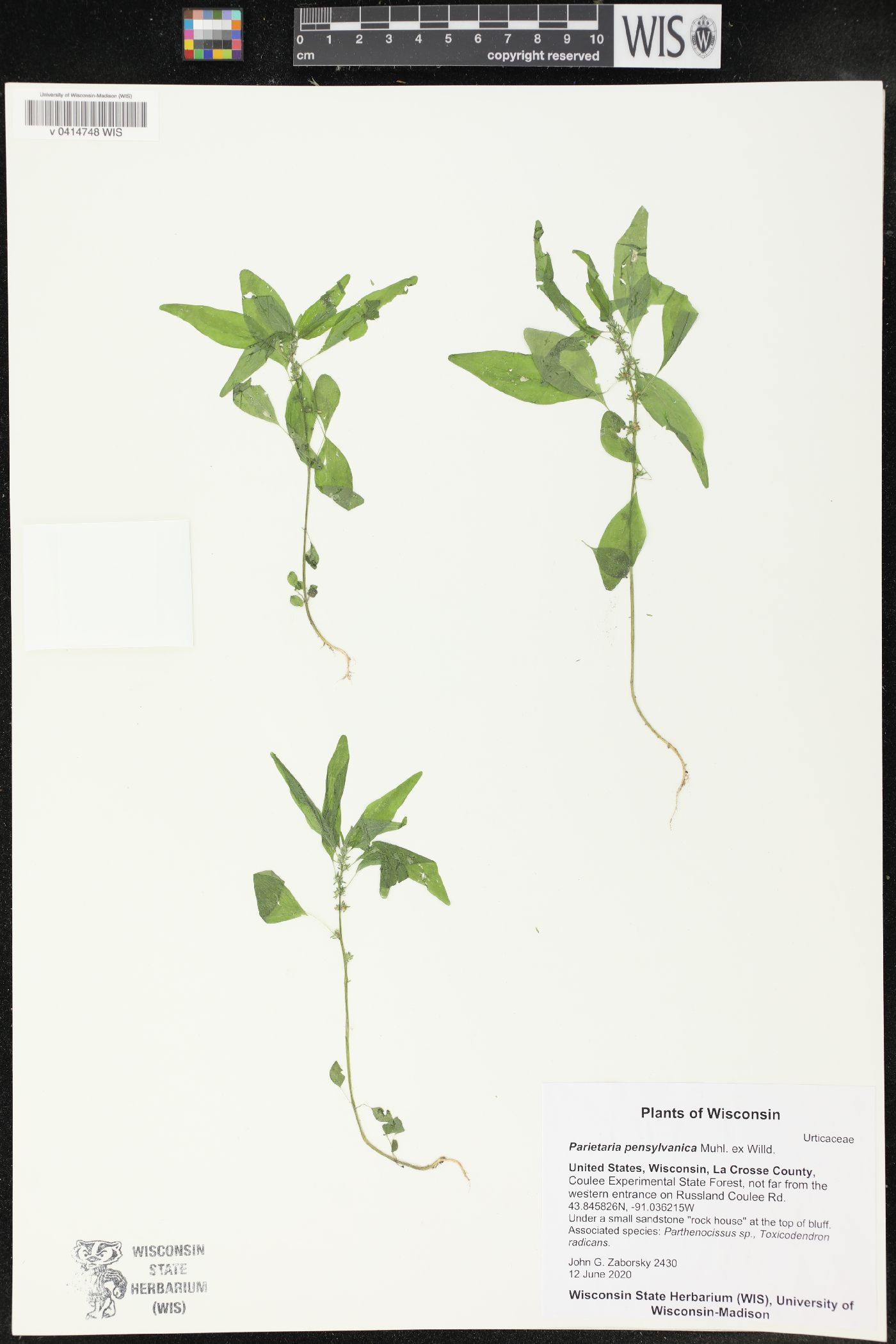 Parietaria pensylvanica image