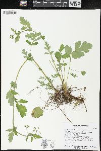 Geum vernum image