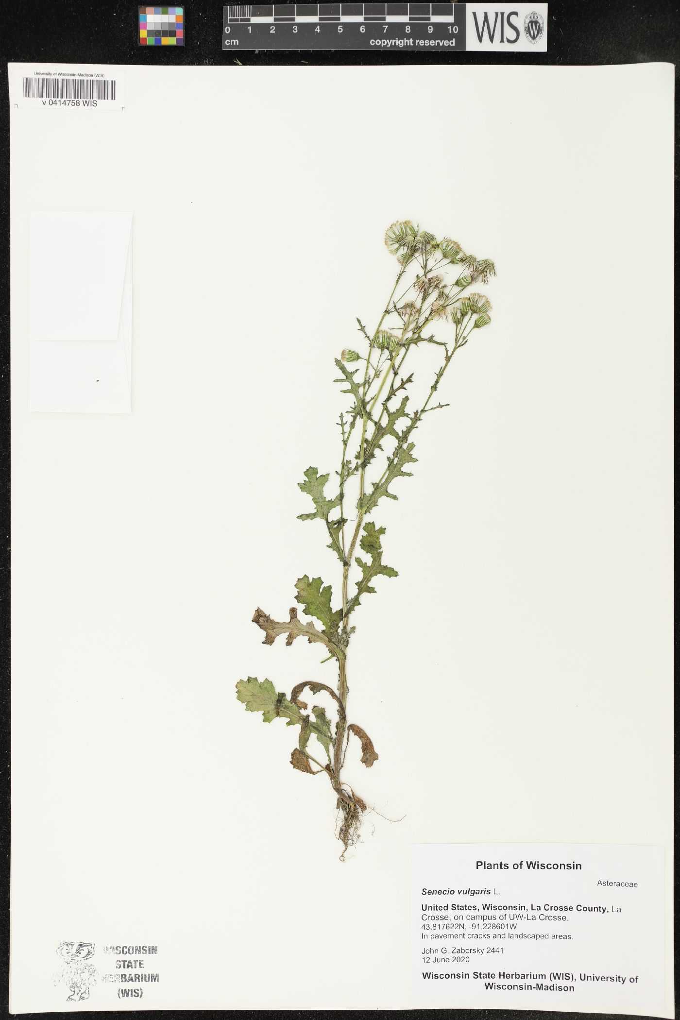 Senecio vulgaris image