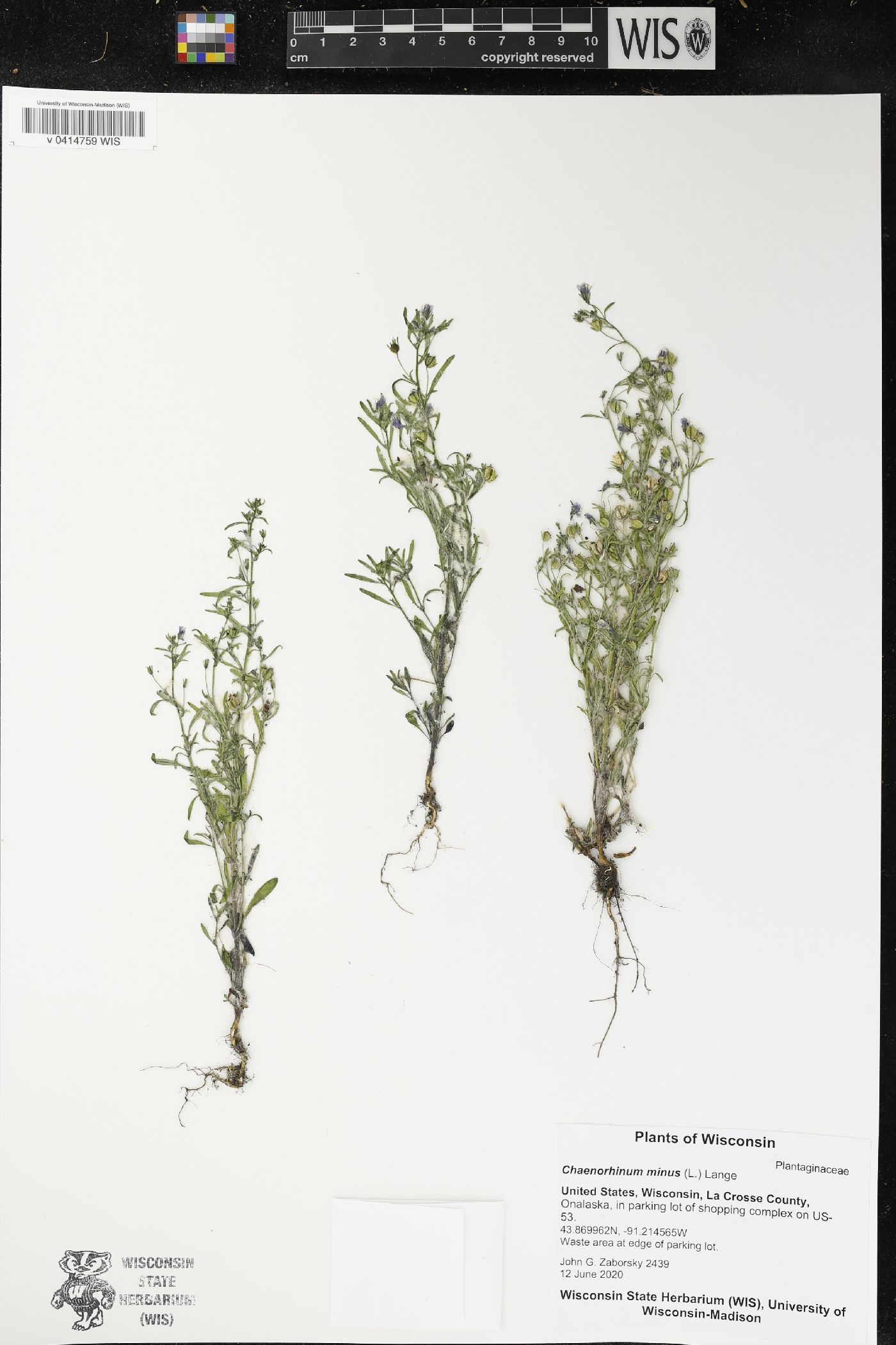 Chaenorhinum minus image