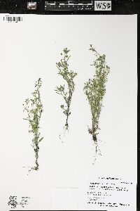 Chaenorhinum minus image