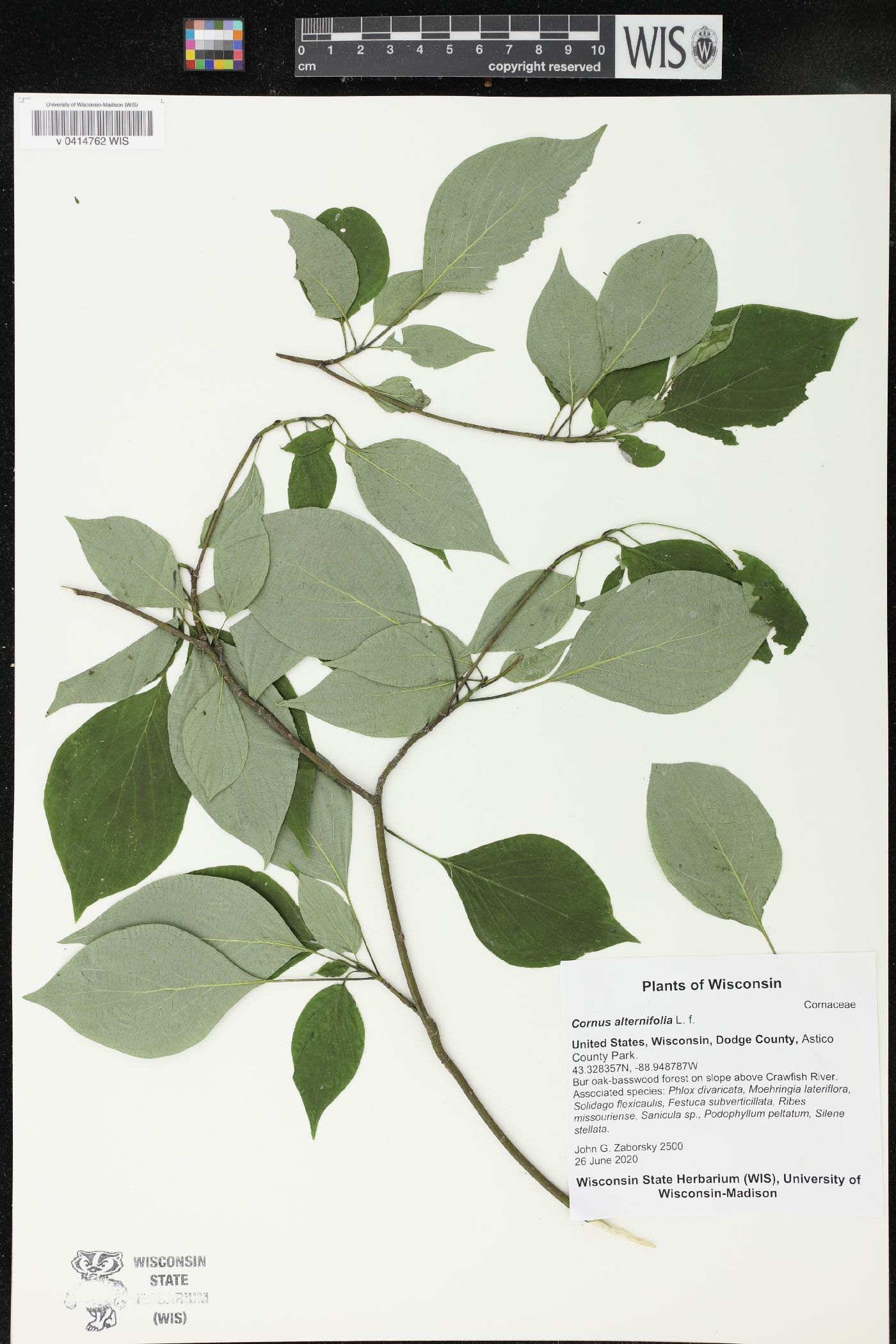 Cornus alternifolia image