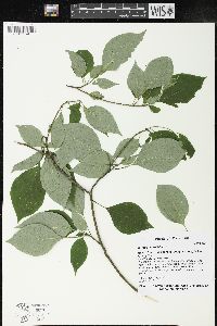 Cornus alternifolia image