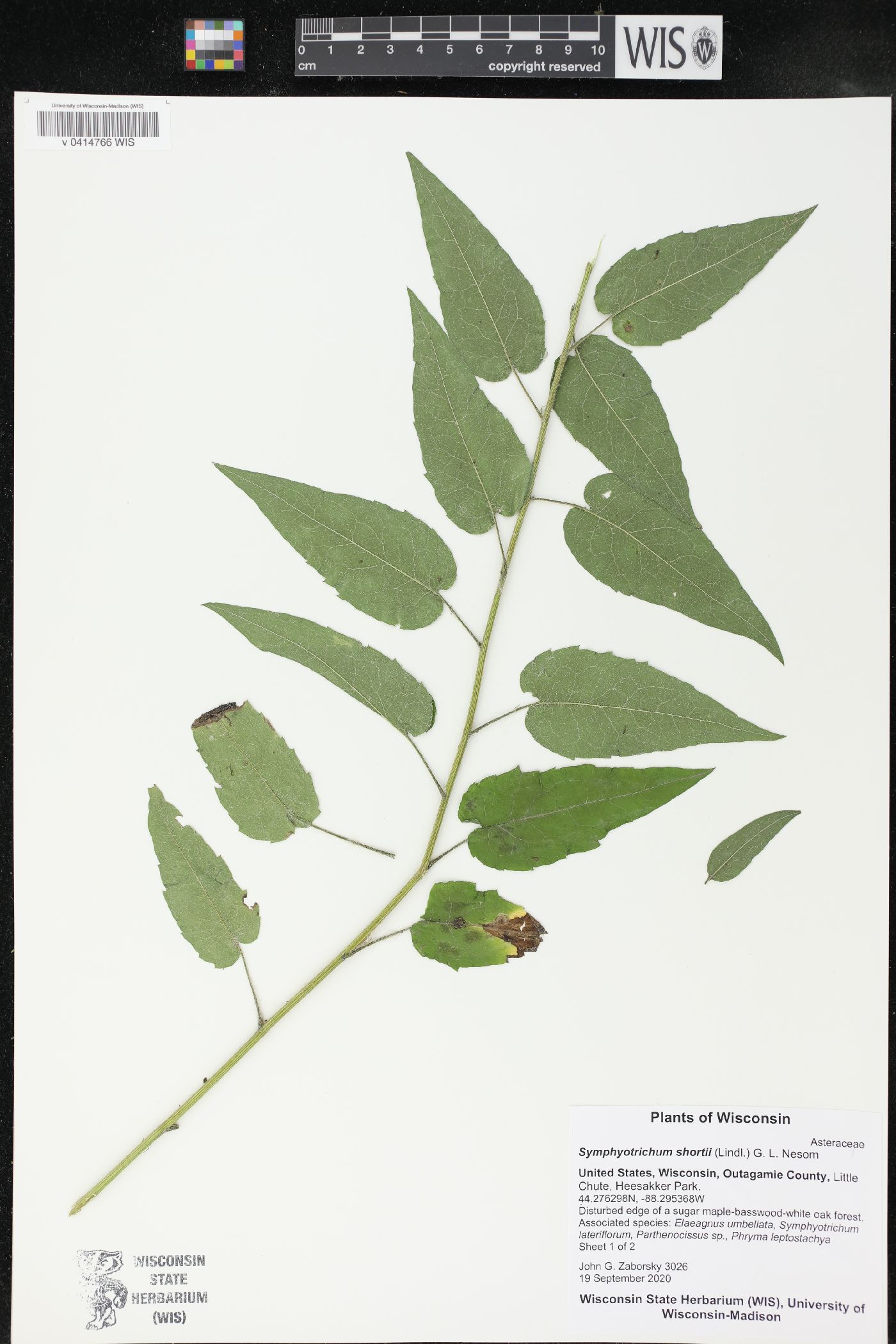 Symphyotrichum shortii image
