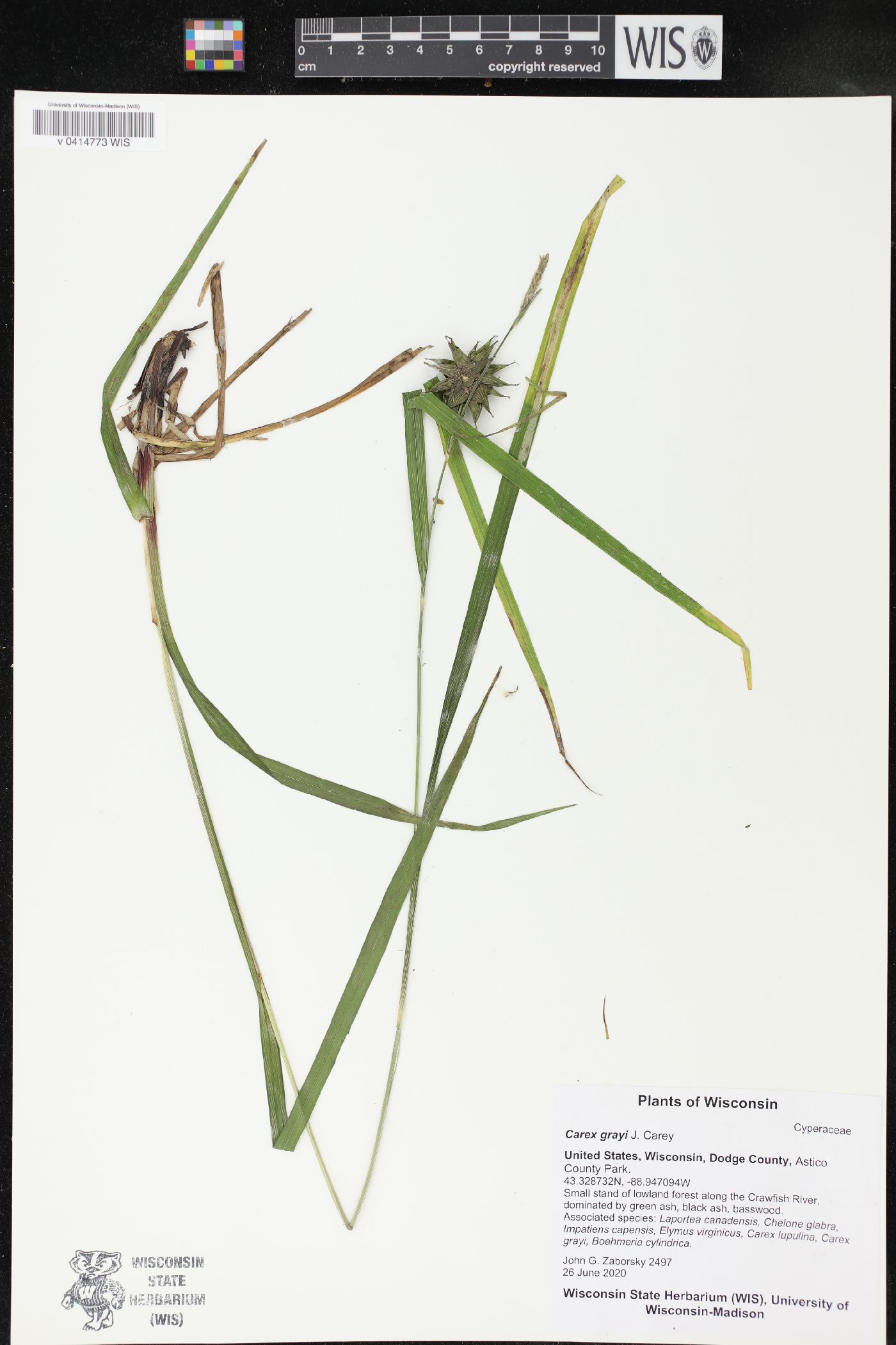 Carex grayi image