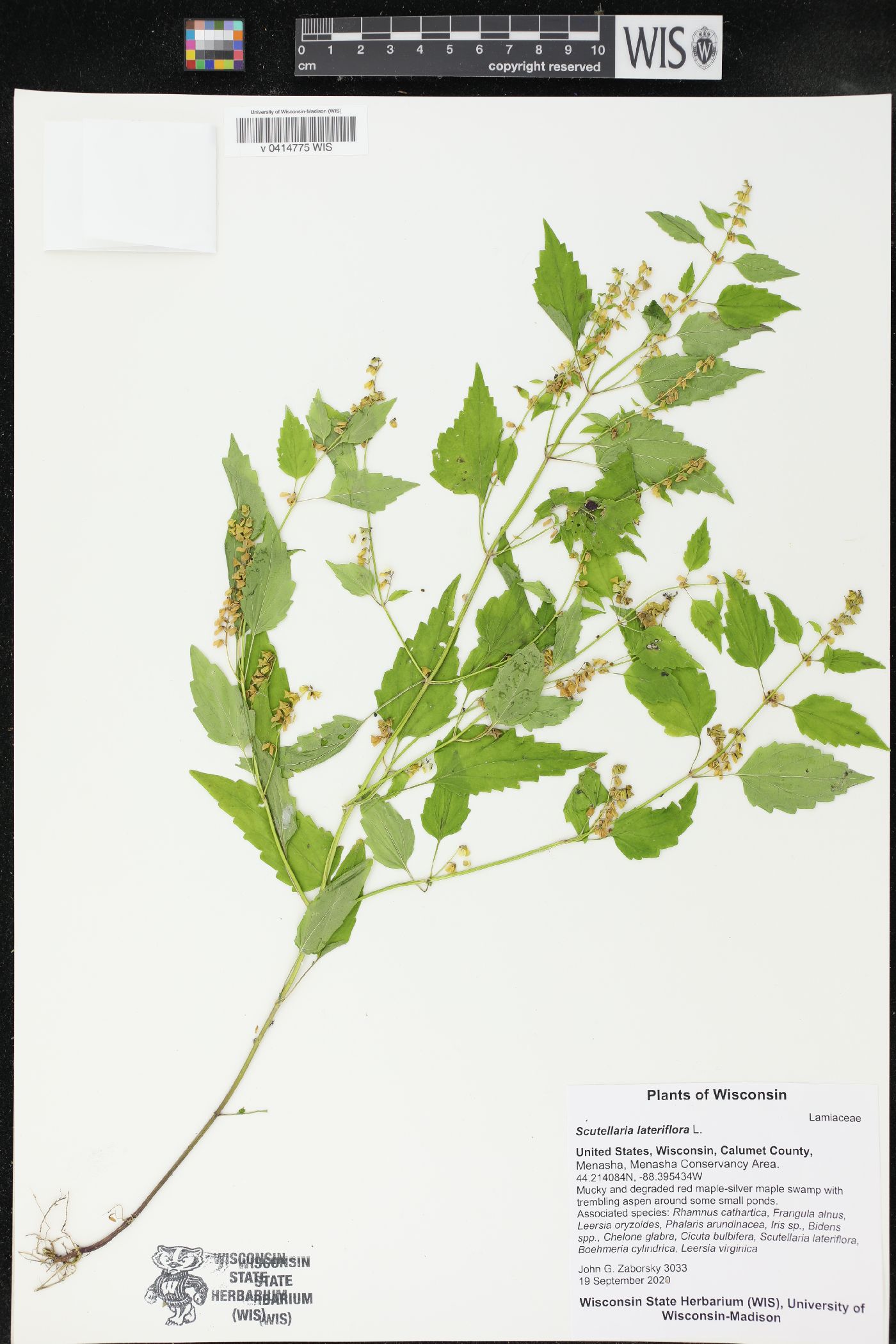 Scutellaria lateriflora image