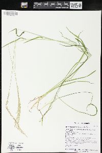 Sphenopholis intermedia image