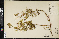 Diphasiastrum complanatum image