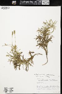 Diphasiastrum complanatum image