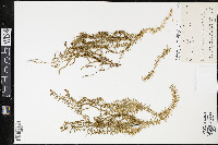 Phlegmariurus phylicifolius image