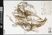 Phlegmariurus subulatus image