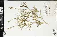 Diphasiastrum thyoides image