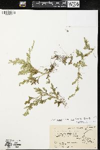 Selaginella stellata image