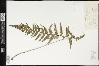 Polystichum tsus-simense image