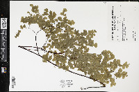 Adiantum raddianum image