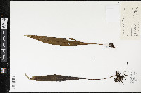 Microsorum fortunei image