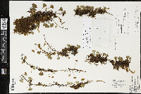 Elaphoglossum peltatum image
