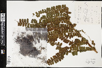 Didymochlaena truncatula image