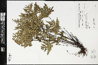 Doryopteris concolor image