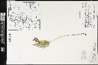 Anemia adiantifolia image
