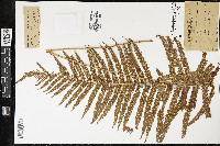 Pelazoneuron augescens image