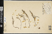 Pellaea mucronata image