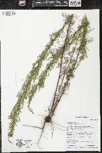 Artemisia campestris image