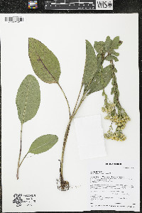 Solidago rigida image