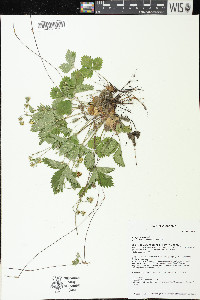 Fragaria vesca image