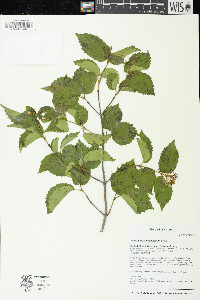 Viburnum rafinesqueanum image