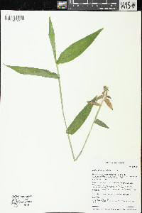 Dichanthelium latifolium image