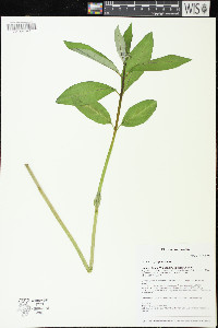 Asclepias purpurascens image